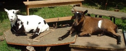 Photo: Henry and Joey sunbathing. Joey on the left; Henry on the right