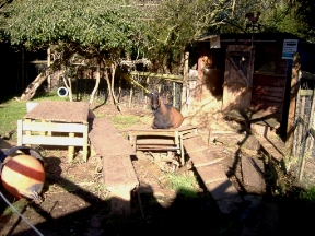 Photo: Henry and Joey's paddock, February 2008