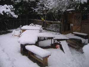 Photo: Henry and Joey's paddock, January 2010