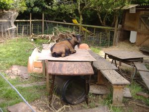 Photo: Henry and Joey's paddock, May 2008